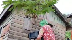 Teror Rumput Mengancam Warga Tanjung-Kab. Muaro Jambi